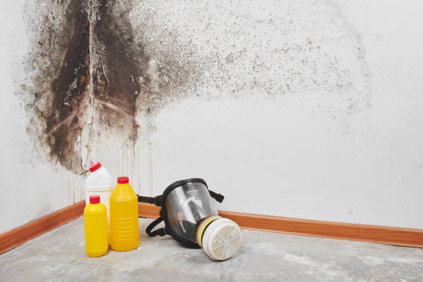 Best HVAC Mold Remediation in Shadybrook, TX