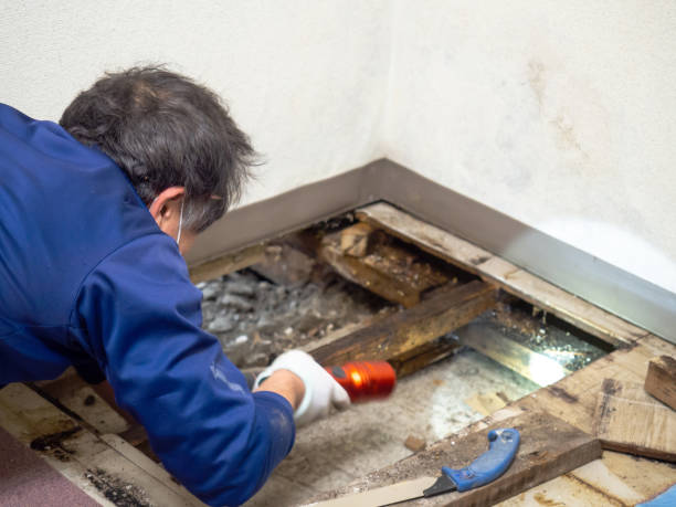Shadybrook, TX Mold Remediation Company