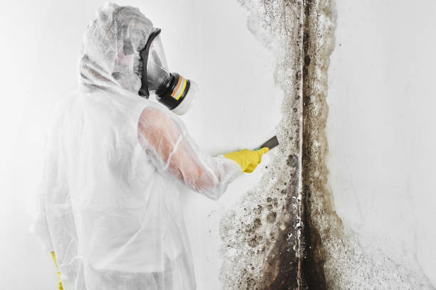 Best Attic Mold Remediation in Shadybrook, TX