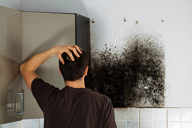 Best Post-Flood Mold Remediation in Shadybrook, TX
